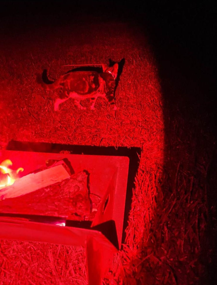 Even Bugsy, loved the red light! It helped him with catching insects, when we went camping!!